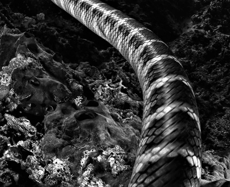 عکس سیاه و سفید از یک مار