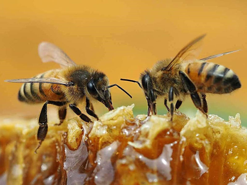 زنبور عسل روی موم عسل 
