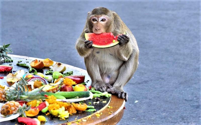 میمونی در حال خوردن هندوانه در جشنواره میمون‌ لوپبوری