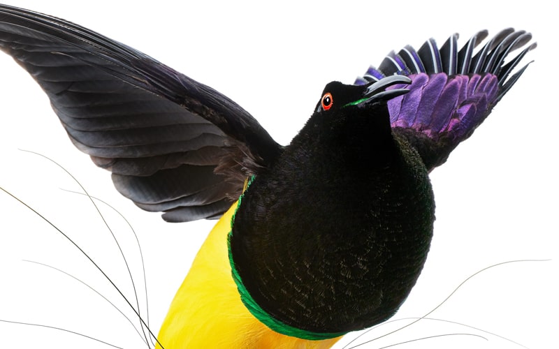 پرتره پرنده‌ای با سر سیاه و بال رنگی