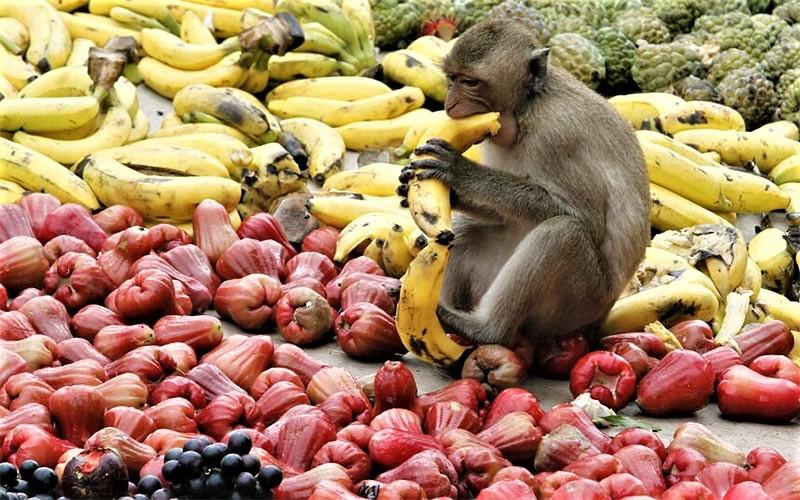 ماکاک مشغول خوردن موز در جشنواره میمون‌ لوپبوری