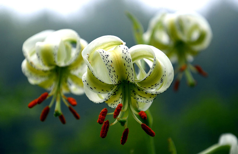 گل نادر لیلیوم لدبوری 
