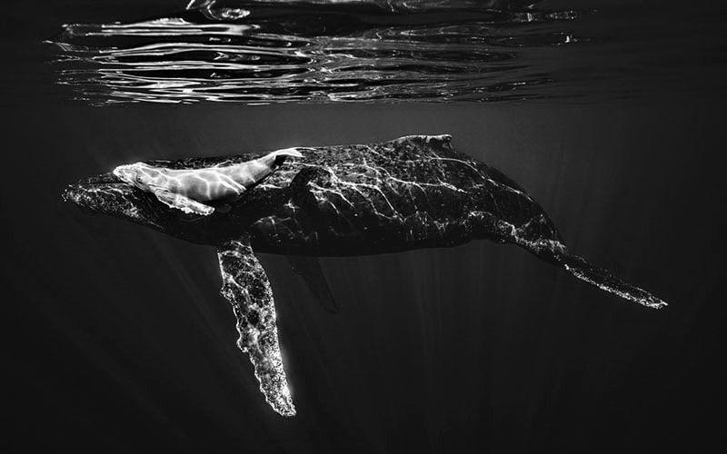 عکس سیاه و سفید از یک نهنگ