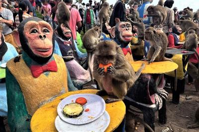 شهری در تایلند که میمون ها در آن پادشاهی می کنند