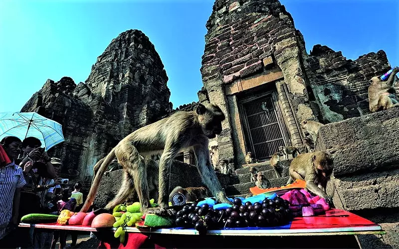 پذیرایی از میمون‌ها در معبدی در جشنواره میمون‌ لوپبوری