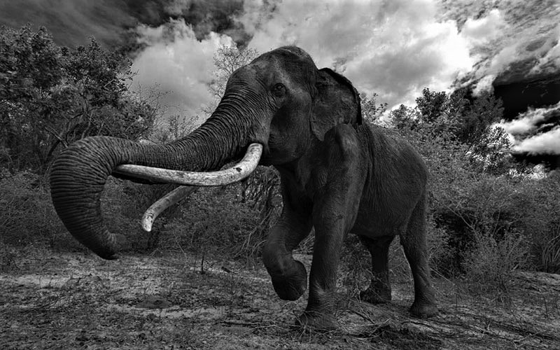 عکس سیاه و سفید از یک فیل