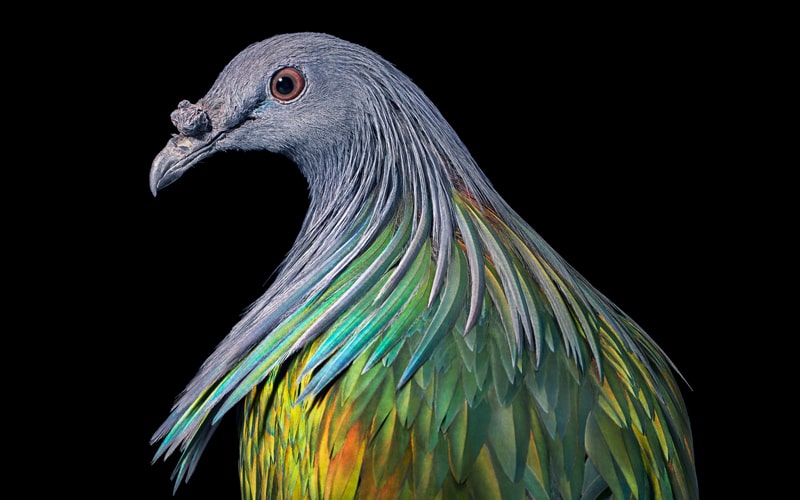 پرنده با پرهای رنگی