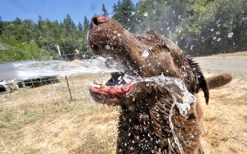 آب خوردن سگ در گرمای تابستان