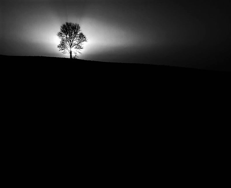 عکس سیاه و سفید از تک درخت