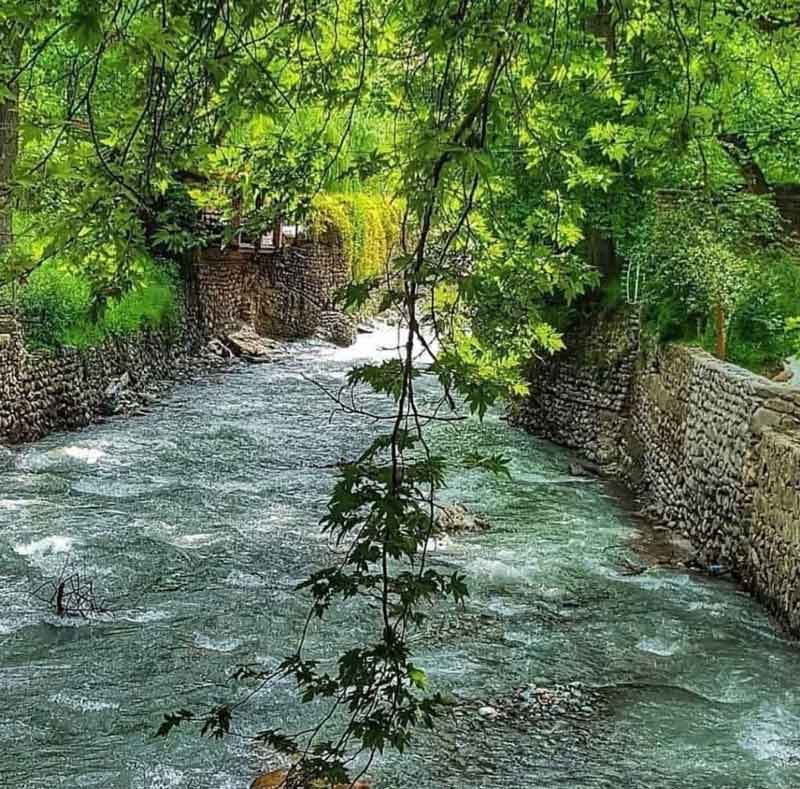 شاخه درخت آویزان روی رودخانه شاهرود در مسیر روستای برغان
