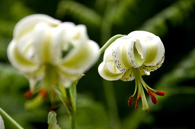 گل‌های سفید سوسن چلچراغ 