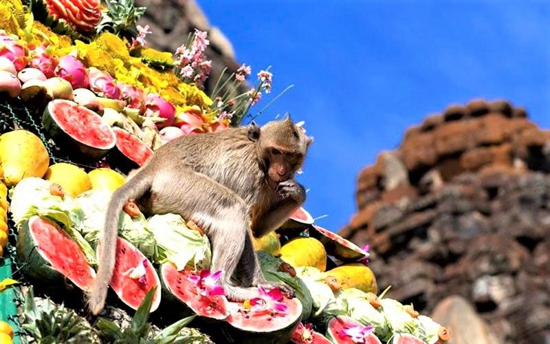 میمون ماکاک در جشنواره میمون‌ لوپبوری