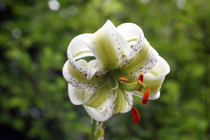 گل سوسن سفید ایرانی 