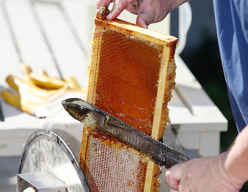 تراشیدن عسل طبیعی از روی شانه 