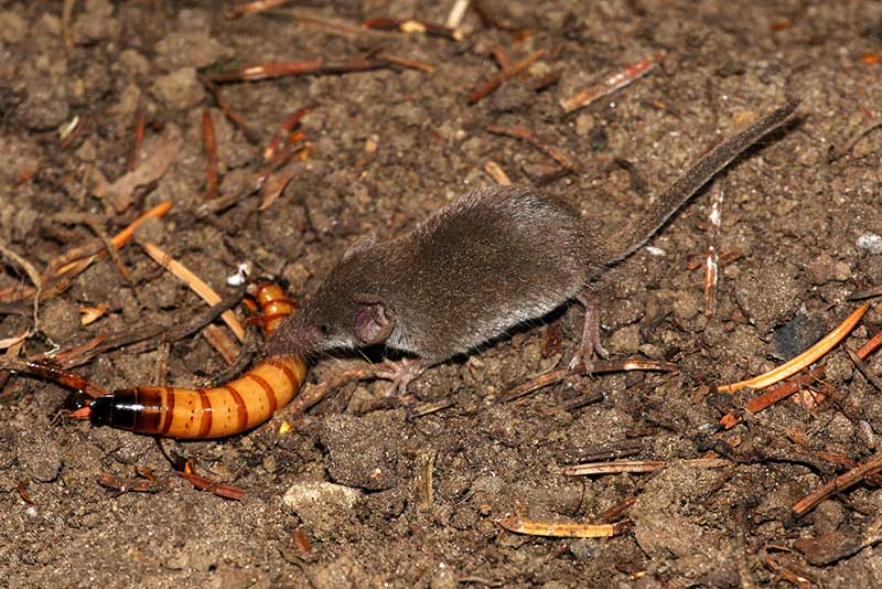 موش خرطوم دار در حال خوردن غذا 
