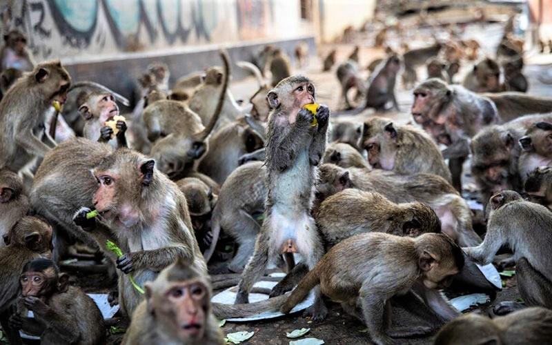 میمون‌ها مشغول خوردن غذا در جشنواره میمون‌ لوپبوری