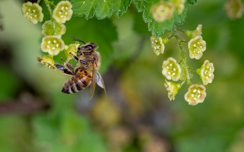 قابلیت تشخیص مغناطیس زنبور عسل illinoisscience.org