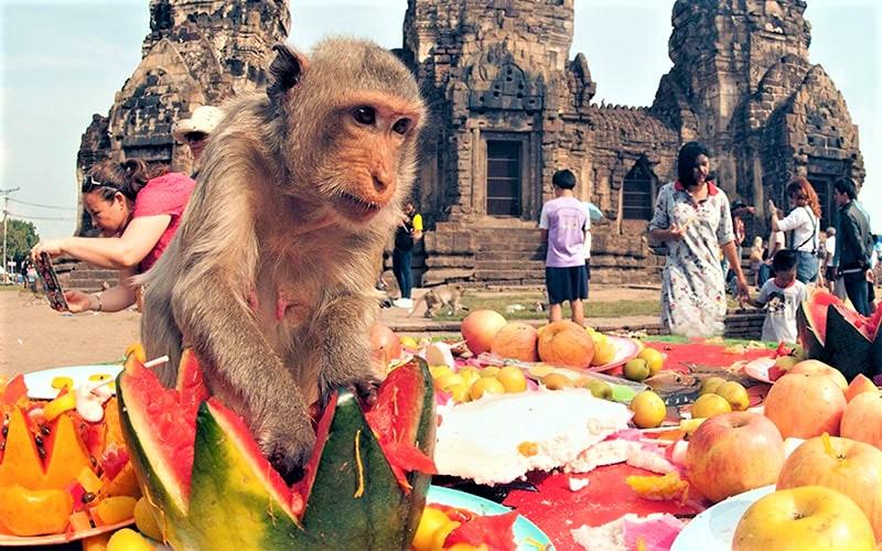 ماکاک مشغول خوردن هندوانه در جشنواره میمون‌ لوپبوری