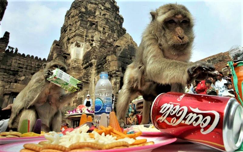 میمون‌ها مشغول خوردن نوشیدنی در جشنواره میمون‌ لوپبوری