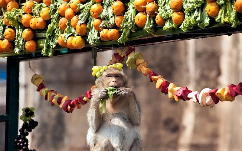 میمون مشغول خوردن میوه در جشنواره میمون‌ لوپبوری