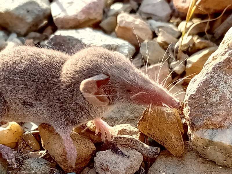 موش خرطوم دار در شکاف سنگ