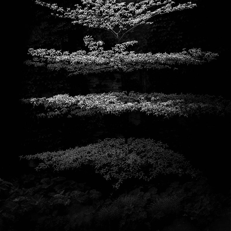 عکس سیاه و سفید از درخت