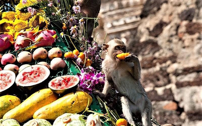 جشنواره میمون‌ لوپبوری