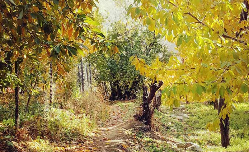 درختان زرد رنگ و طبیعت پاییزی در روستای واریش