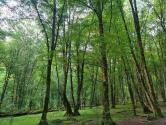 جنگل بلیران در بهار؛ منبع عکس: ویکی لاک؛ عکاس: ساسان ماتوری