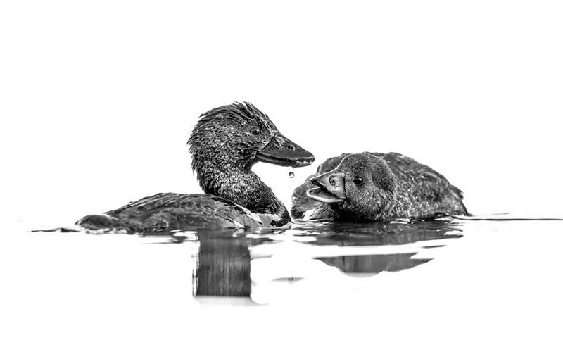 عکس سیاه و سفید دو مرغابی