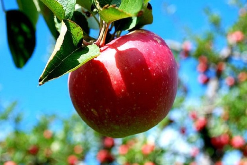 برگزاری جشنواره سیب و انگور در مشکین شهر
