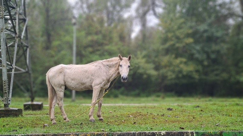 اسب در پارک جنگلی نور؛ منبع عکس: گوگل مپ؛ عکاس: امیر یاری