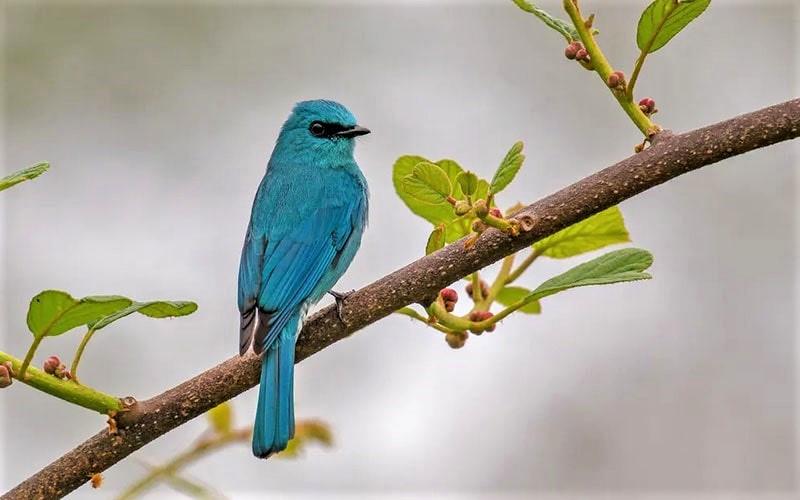 پرنده‌ای آبی رنگ روی شاخه درخت