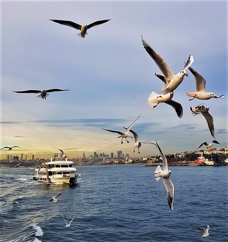 مرغان دریایی در تنگه بسفر استانبول، منبع عکس: unsplash.com، عکاس: suheyl burak