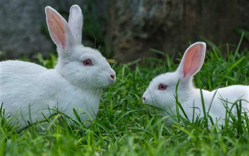 دو عدد خرگوش سفید