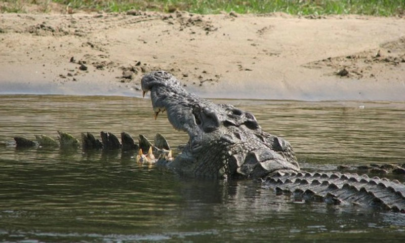 تمساح نیل؛ منبع عکس: National Geographic