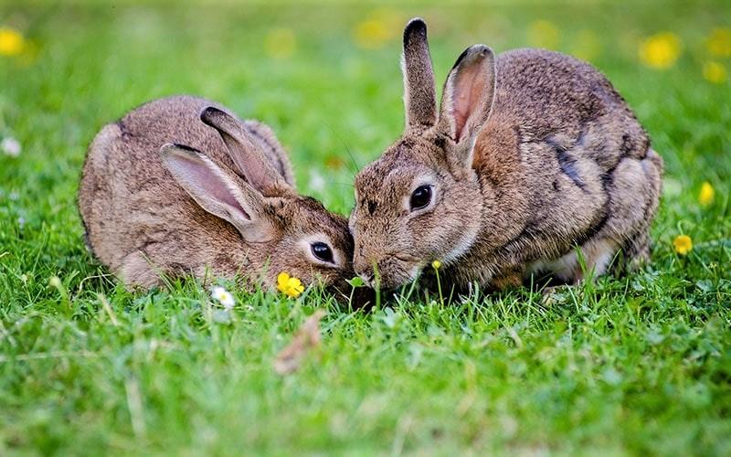 خرگوش همراه با بچه‌اش
