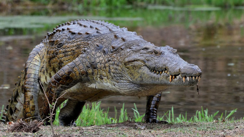 تمساح رود نیل؛ منبع عکس: National Geographic، عکاس: Tony Mackrill