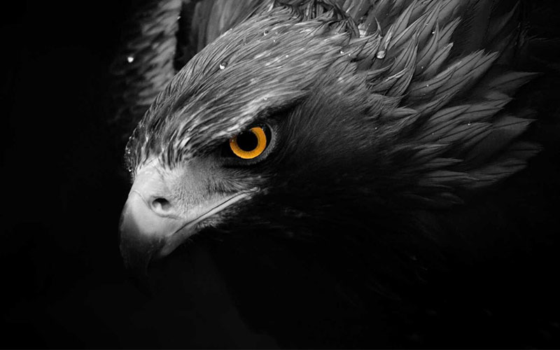 پرتره عقاب سیاه