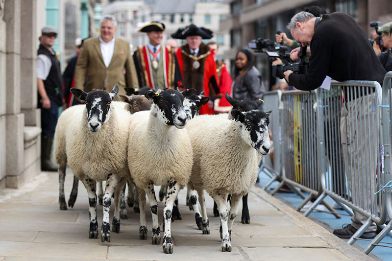 مراسم سالانه گوسفندرانی در لندن؛ منبع: reuters، عکاس: Hollie Adams