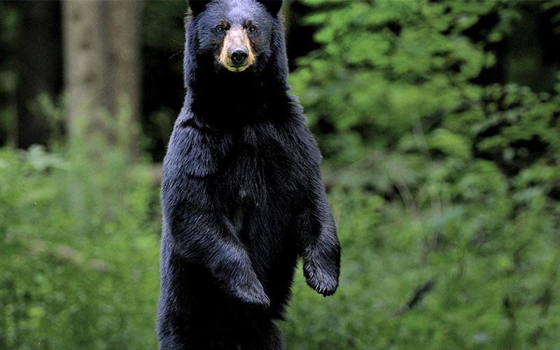 خرس سیاه ایستاده