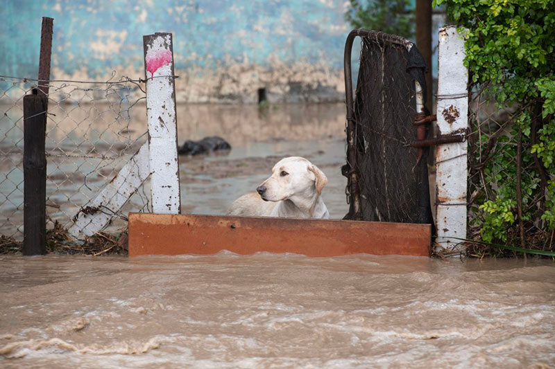 پناه گرفتن یک سگ در سیل آفریقای جنوبی؛ منبع: theatlantic، عکاس: Rodger Bosch