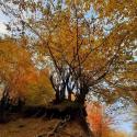 درختان پاییزی در جنگل بلیران؛ منبع عکس: گوگل مپ؛ عکاس: امین موجودی