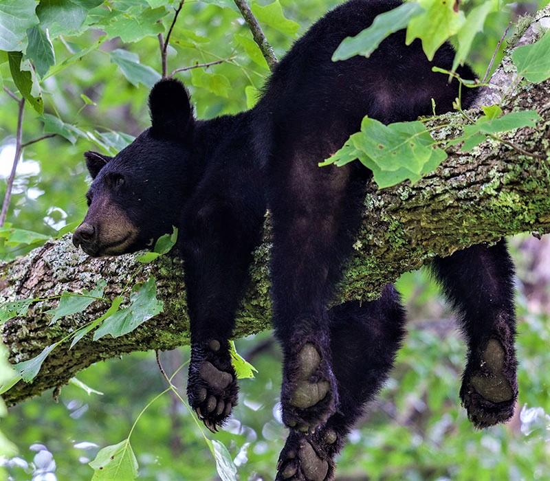 خرس سیاه در حال استراحت روی درخت