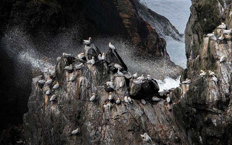 تعداد زیادی پرنده روی صخره