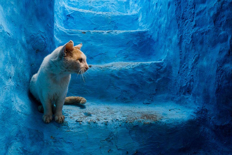 گربه‌ای کنار دیوار آبی رنگ شهر شفشاون مراکش