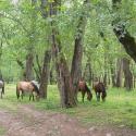 اسب‌های آزاد در جنگل بلیران؛ منبع عکس: ویکی لاک؛ عکاس: اشکان اصفهانی