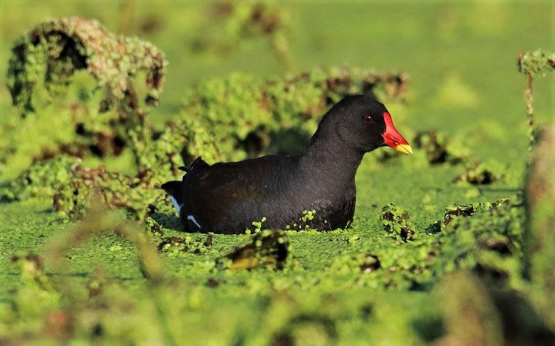 پرنده‌ای سیاه رنگ با نوک قرمز