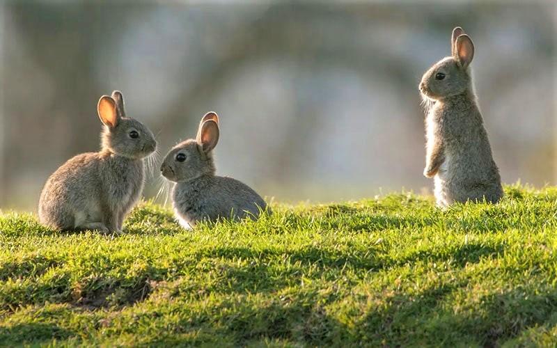 سه عدد خرگوش در چمنزار