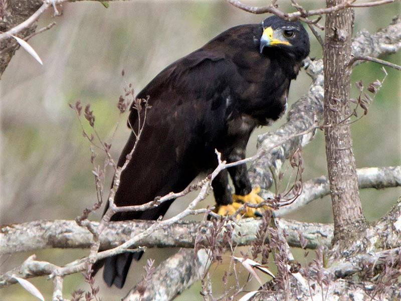 عقاب سیاه روی درخت